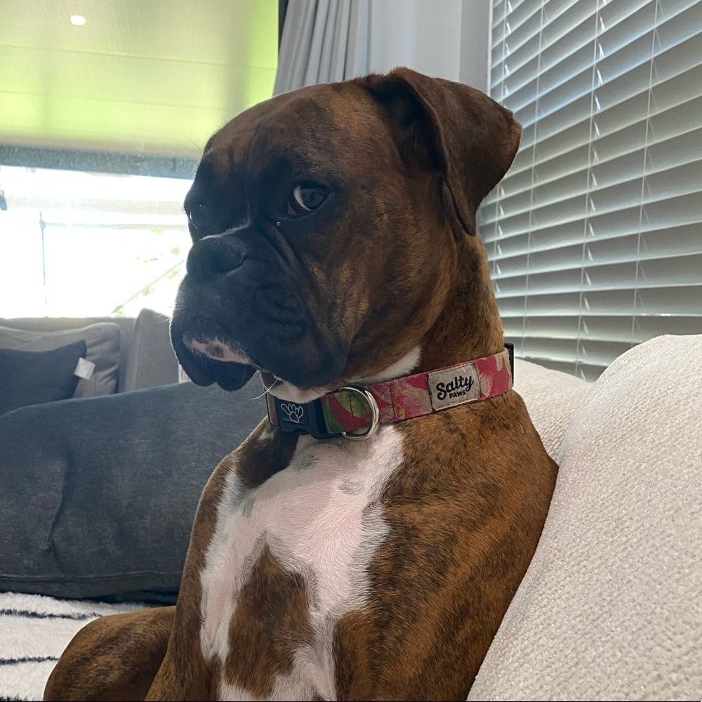 Meet your Posher, Savannah